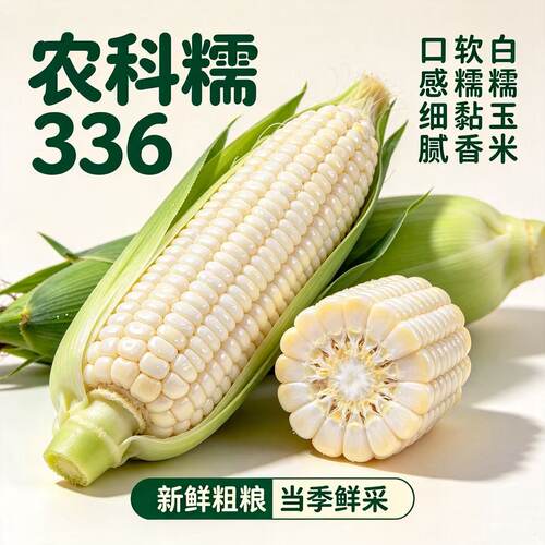 26年头茬农科糯336白甜糯玉米
