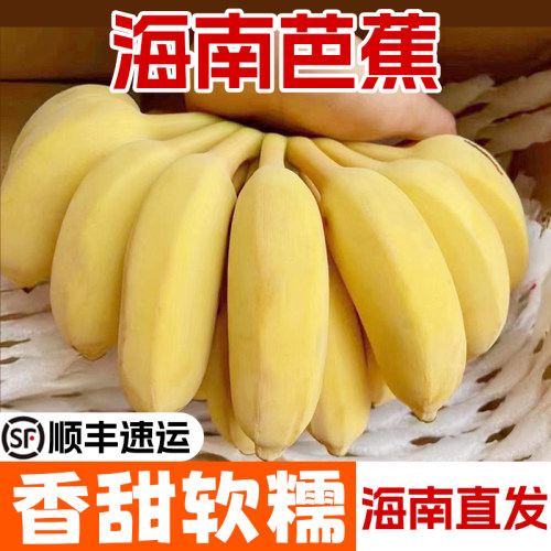 香蕉海南芭蕉新鲜三亚特产