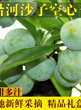 沿河沙子空心李新鲜脱骨李子脆甜多汁贵州地标特产礼盒装