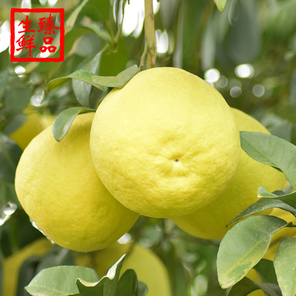 江永香柚 沙田柚新鲜柚子20斤包邮 湖南永州特产应季水果纯甜不酸
