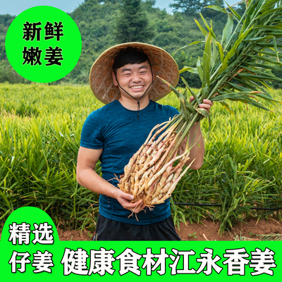 地标产品江永鲜姜泡菜5斤包邮