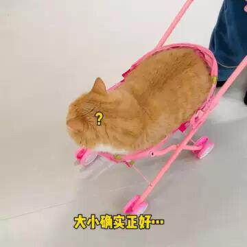 【猫咪专属座驾】宠物推车猫咪外出车神器载具动物迷你专用手推车
