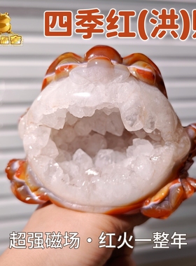 灵蟾晶舍｜四季红（洪）财｜天然玛瑙水晶金蟾摆件招财聚财装饰42