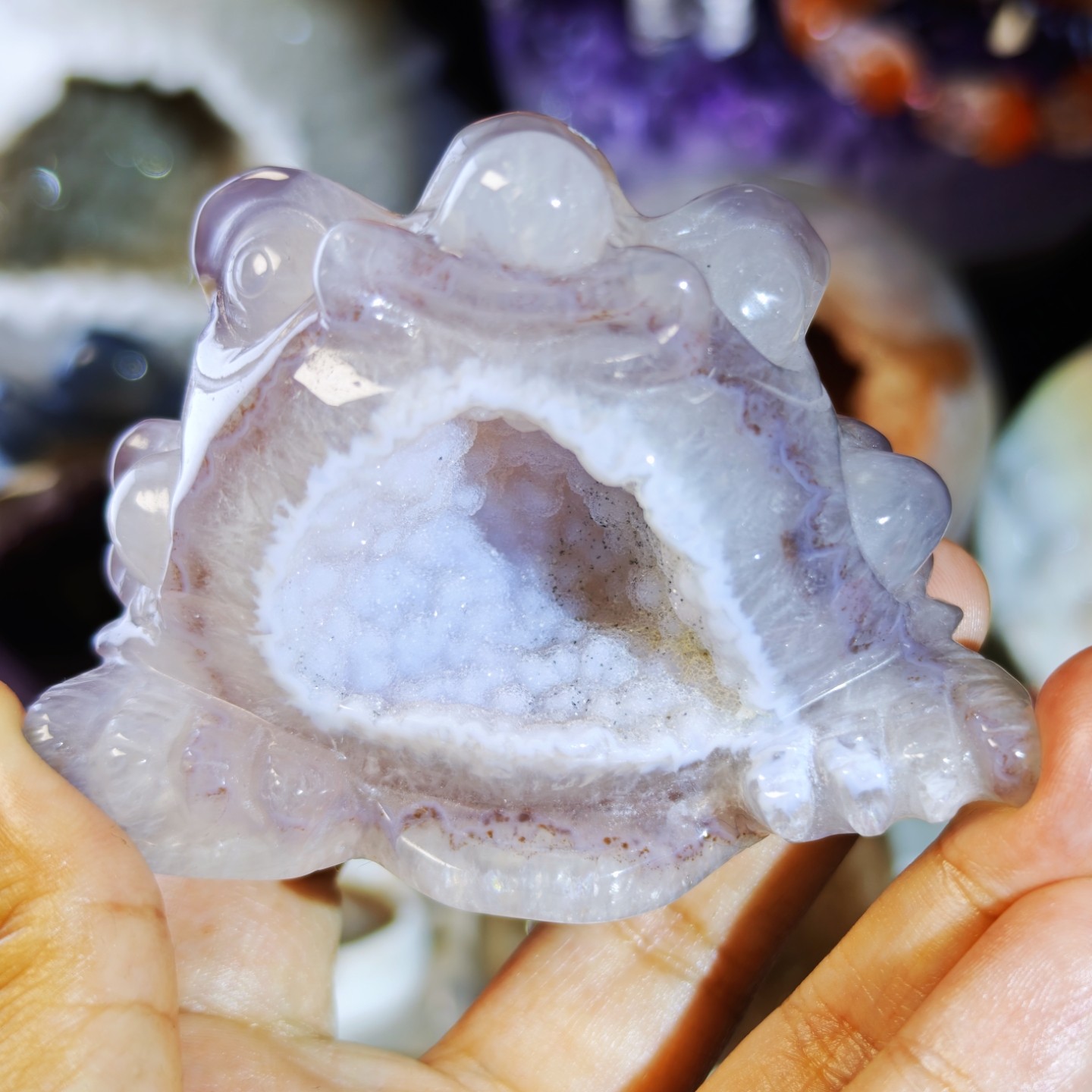 上新福利 紫白双色软糖啵啵金蟾