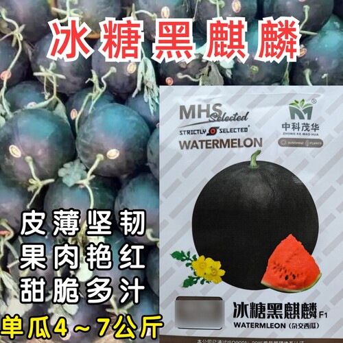 冰糖黑麒麟西瓜种子黑皮大红瓤甜脆多汁懒汉高产黑西瓜种子籽孑春