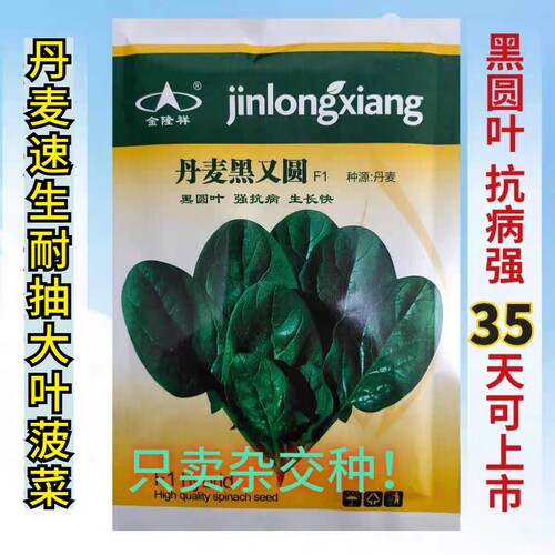 丹麦黑又圆菠菜种子大圆叶耐寒越冬趴地抗病四季菠菜种子籽孑春秋 - 封面