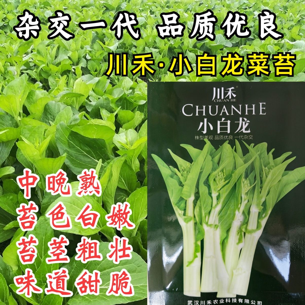 甜脆白菜苔种子小白龙杂交四季阳台庭院脆嫩菜心可口菜苔蔬菜种籽