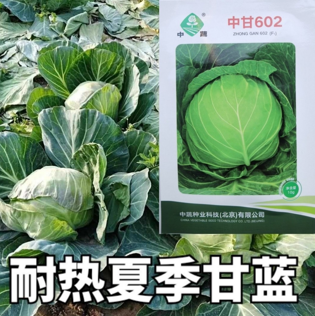 夏季甘蓝种子耐热耐抽苔抗热圆球包菜卷心菜夏播蔬菜种籽包心菜孑