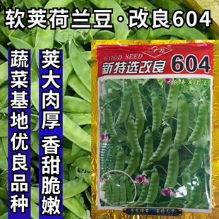 大荚604荷兰豆种子 高产豌豆尖种籽荷兰豆种籽蔬菜苗种孑农家菜籽