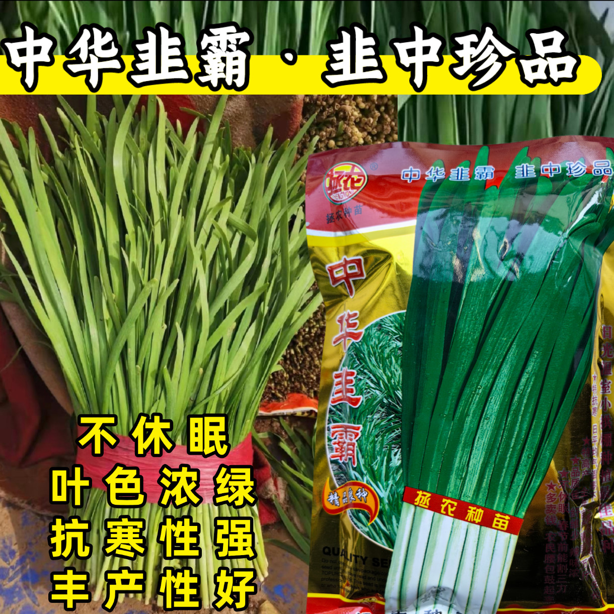 中华韭霸韭菜种子冬季不休眠耐寒宽叶黑绿叶白根韭菜种子籽孑四季