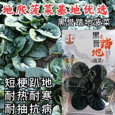 黑誉塌地菠菜种子趴地菠菜种籽春秋冬季耐寒蔬菜越冬波菠菜种籽孑