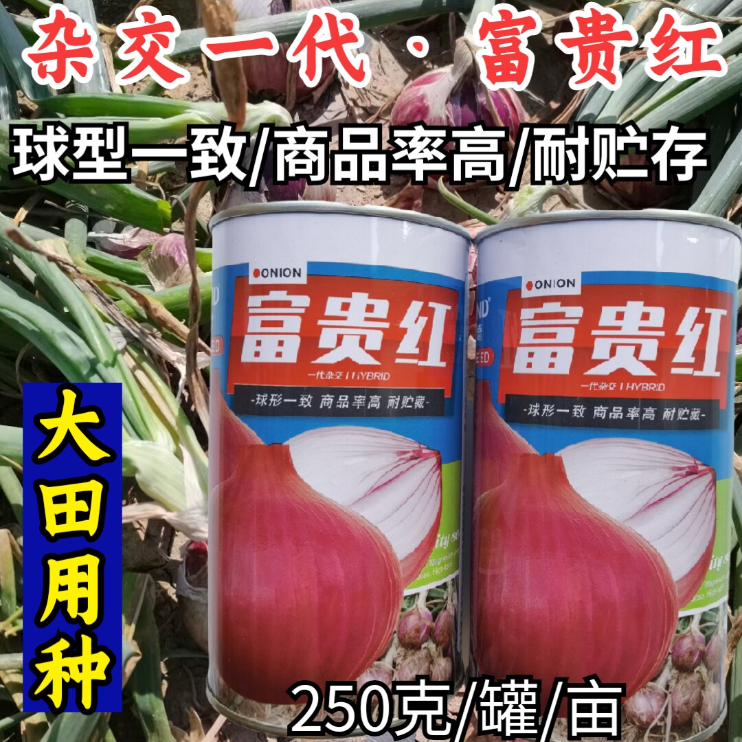 杂交中早熟紫红皮高产圆洋葱种子