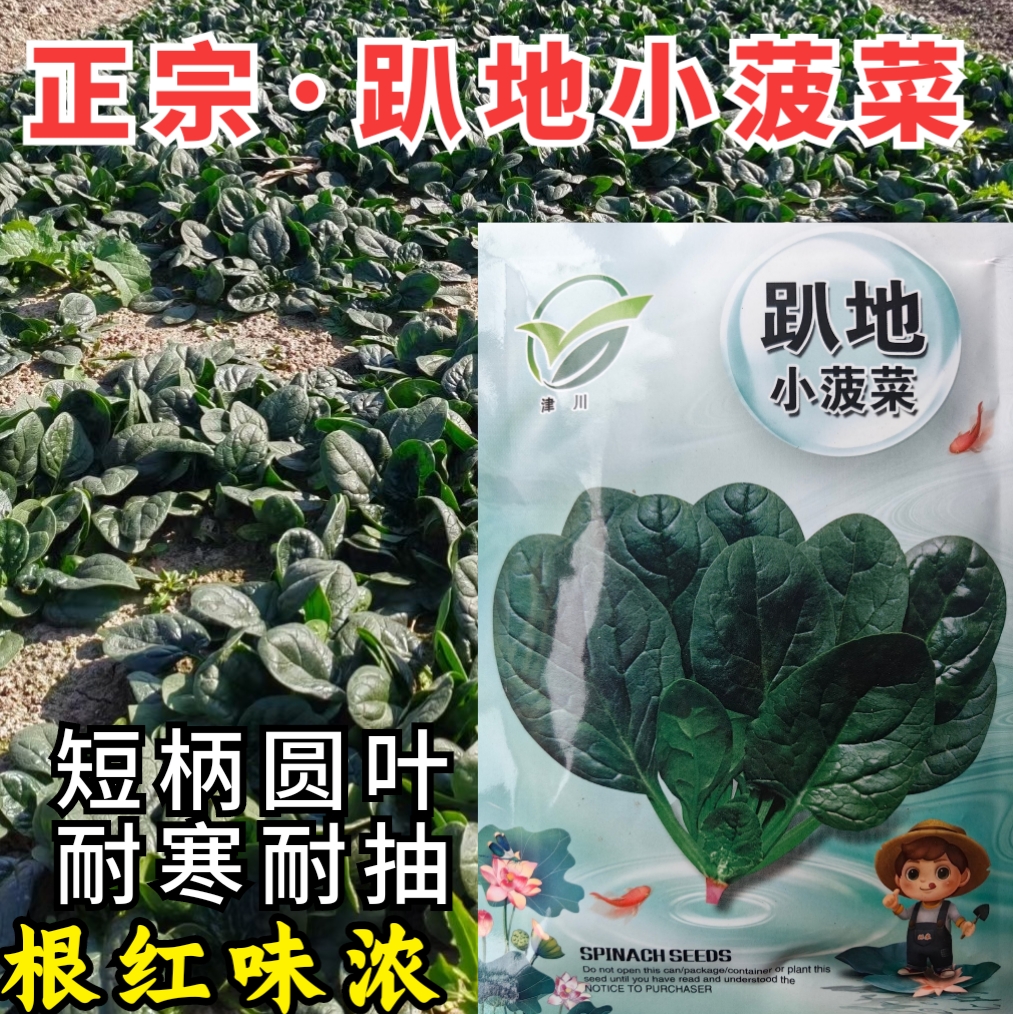 趴地小菠菜种子短柄圆叶耐寒抗霜霉春秋大黑叶爬地菠菜蔬菜种子籽