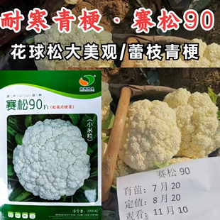 赛松90松花菜种子耐寒青梗小米粒90天中晚熟松花菜花椰菜种子春秋