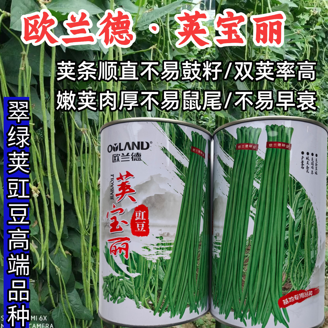 荚宝丽豇豆种子欧兰德翠绿耐热越夏秋中熟高产长豆角架豆种子籽孑