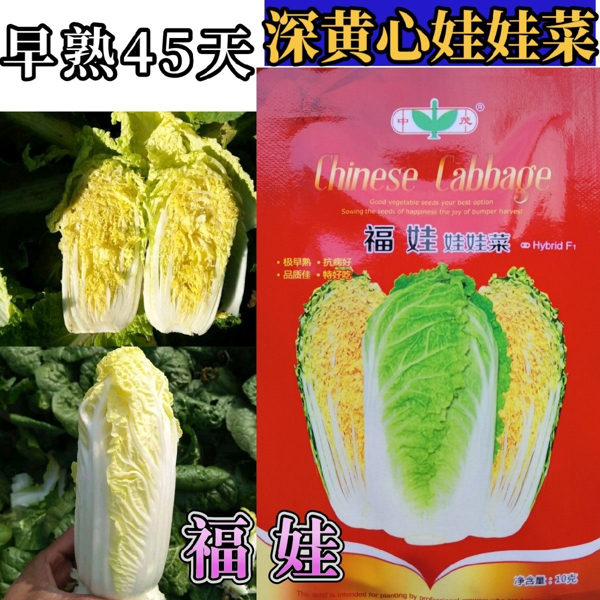 早熟福娃娃娃菜种子深黄心高山娃娃菜种子种籽小白菜四季蔬菜种子