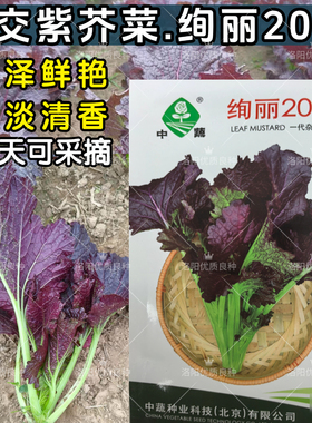 紫芥菜种子绚丽2099耐热四季紫色蔬菜种籽沙拉青菜春夏秋冬季种子