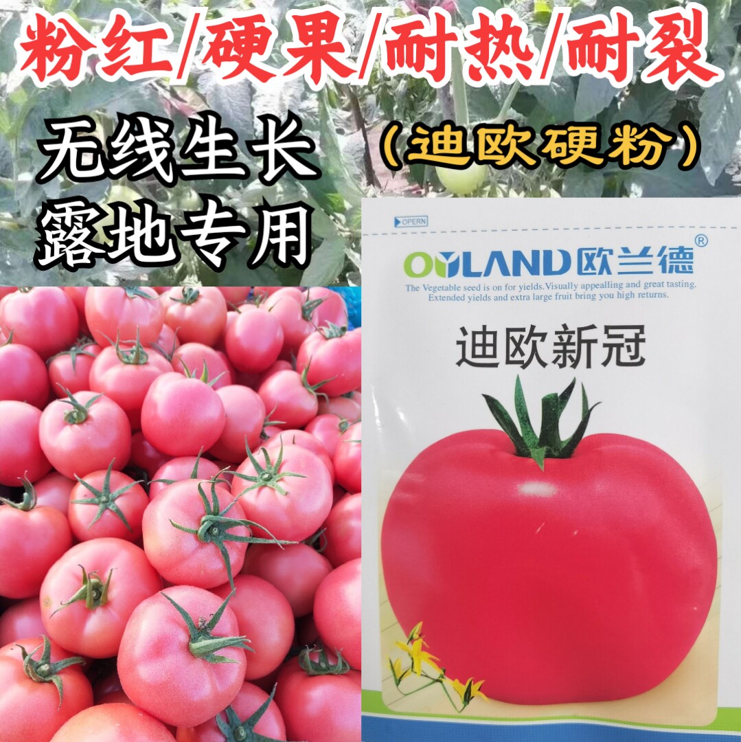 粉红硬果耐裂耐热露地西红柿番茄