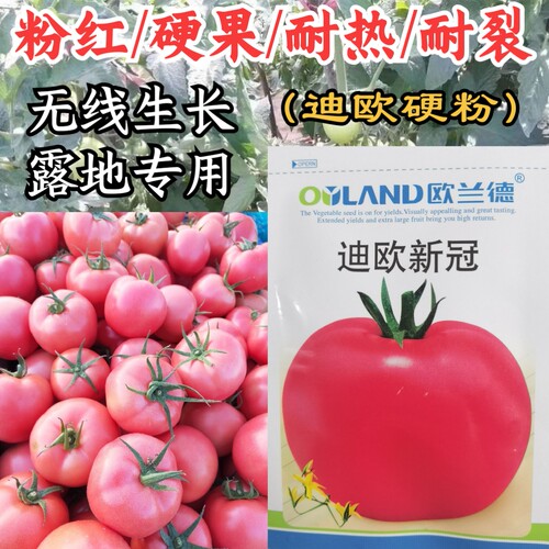 粉红硬果耐裂耐热露地西红柿番茄