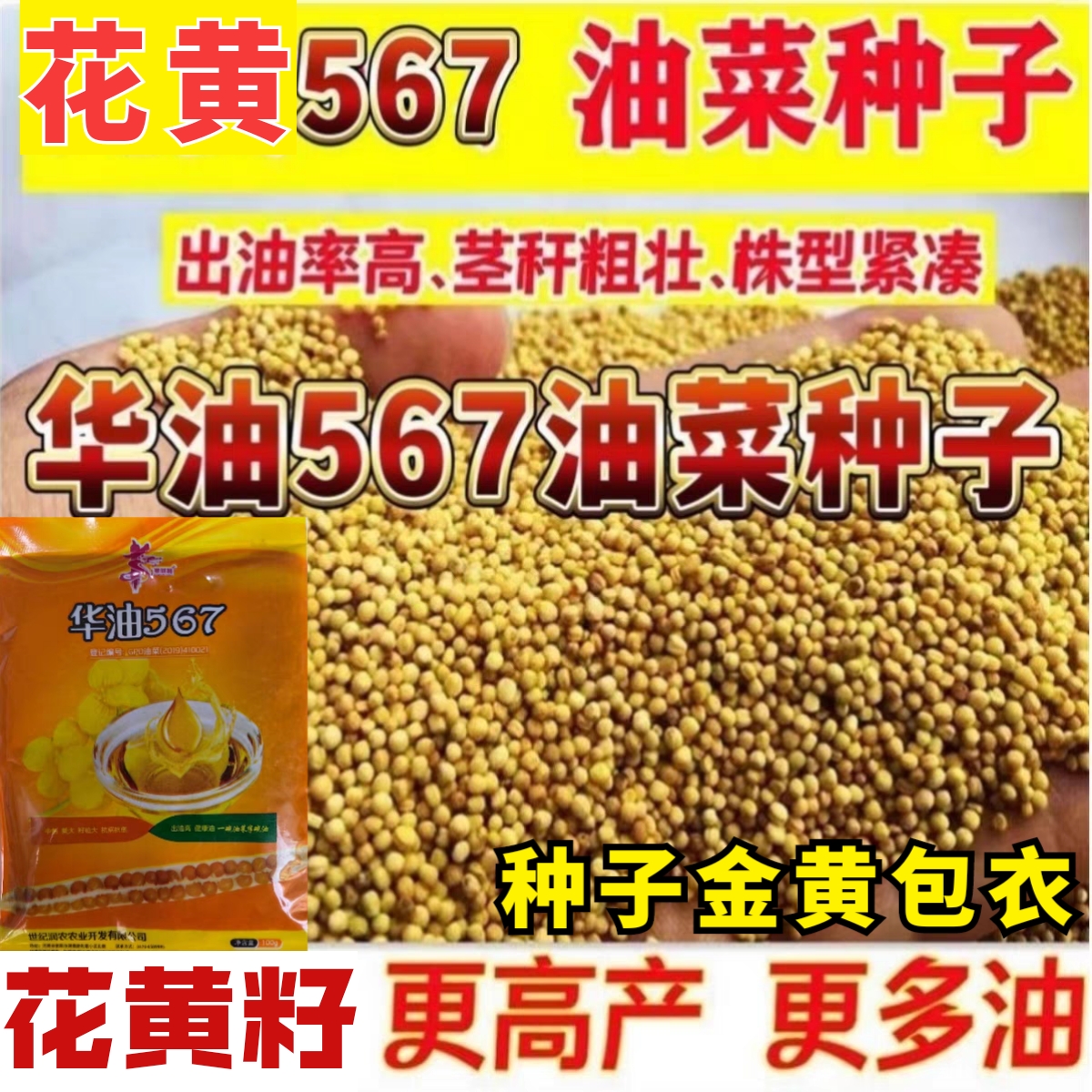 华油567油菜种子杂交花黄籽早熟高油率油菜籽高产甘蓝型油菜种子