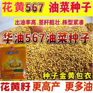 华油567油菜种子杂交花黄籽早熟高油率油菜籽高产甘蓝型油菜种子