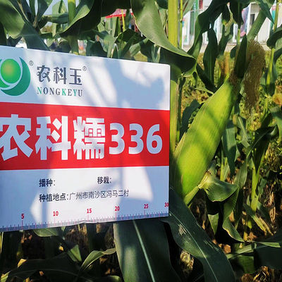 农科糯336甜糯玉米种子鲜食白甜糯粘玉米种子北京农科玉原装正品