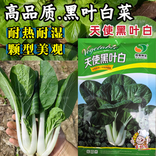 黑叶小白菜种子天使黑叶白黑叶甜白菜耐热苔四季黑油小青菜种子籽