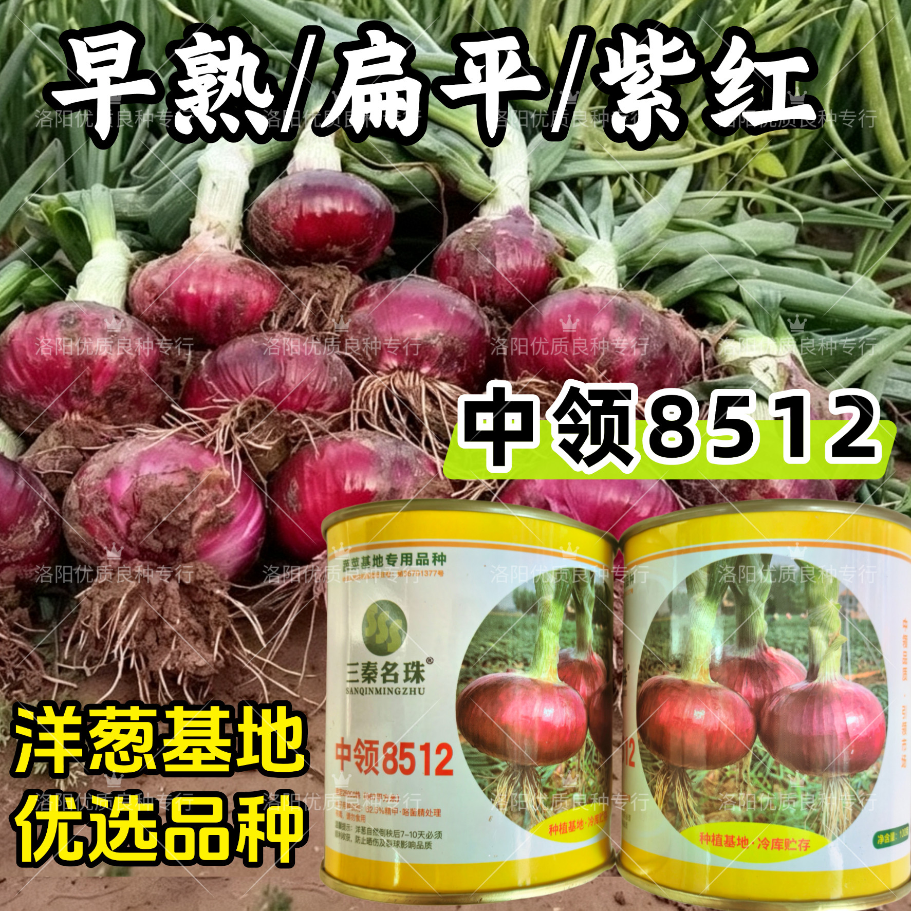 中领8512洋葱种子早熟扁平紫皮红皮洋葱籽种扁圆辣甜脆洋葱种子籽