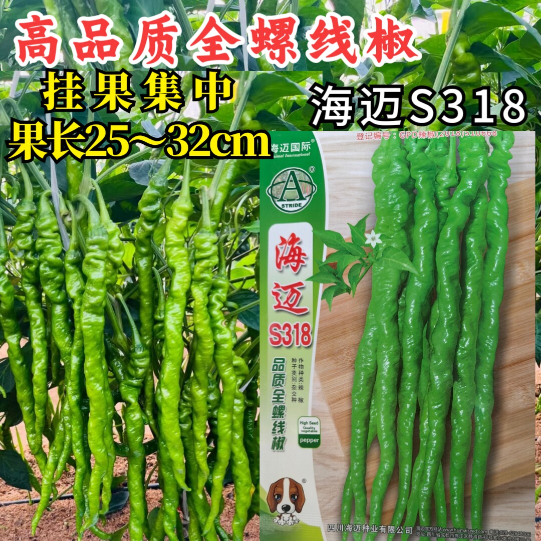 海迈S318螺丝线椒种子薄皮软皮全螺麻面绿皮长线椒香辣辣椒种子籽