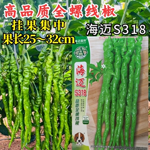 海迈S318螺丝线椒种子薄皮软皮全螺麻面绿皮长线椒香辣辣椒种子籽