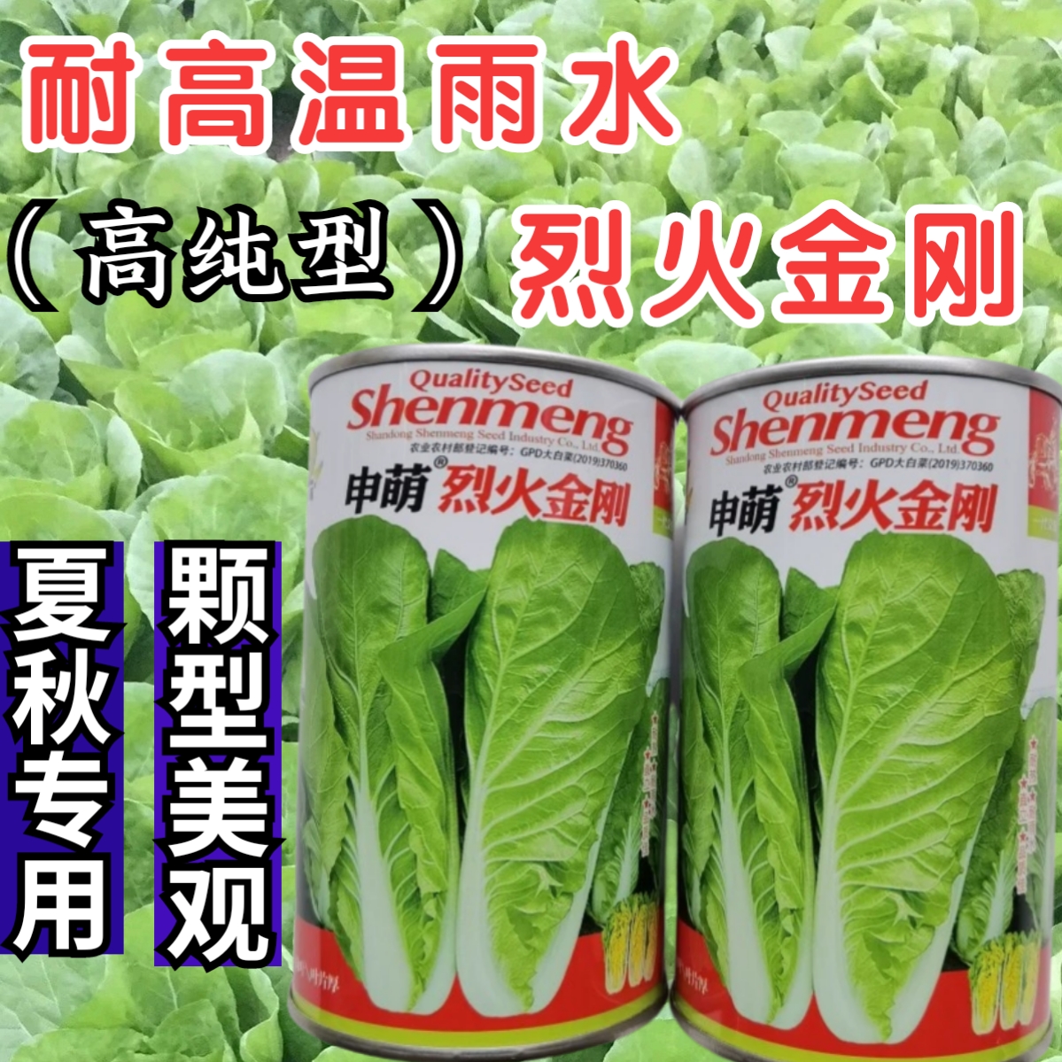 耐热耐湿小白菜快菜申研