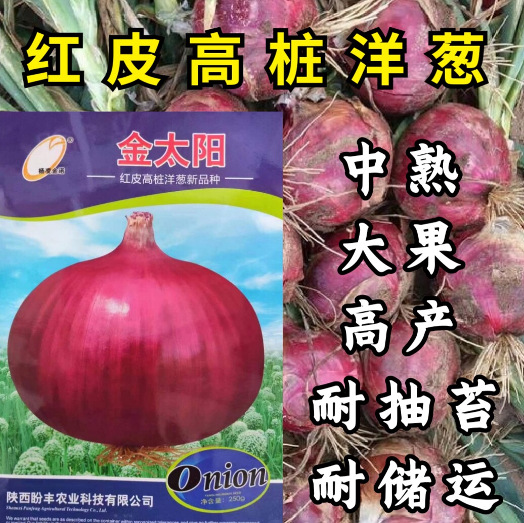 金太阳红皮高桩洋葱种子 中熟晚熟耐抽苔高桩特高产洋葱种子籽孑