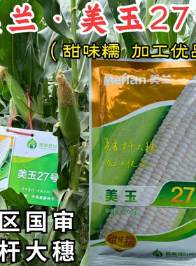 美玉27糯玉米种子美兰国审矮杆大棒甜糯早熟白糯27号玉米种子籽孑