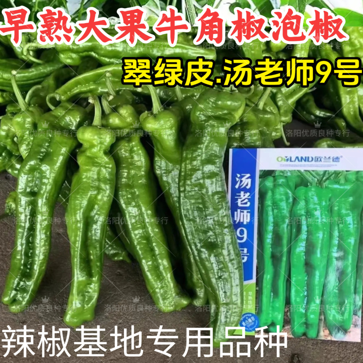汤老师9号牛角椒种子欧兰德早熟大果翠绿皮粗长肉厚泡椒辣椒种子