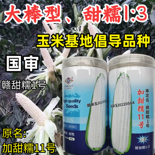 高产甜糯糯玉米种籽赣新