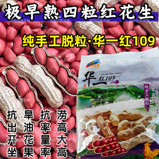 四粒红花生种子早熟华一红109百日红手工拖壳高油花生种子籽春夏