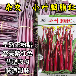 小叶胭脂红种子杂交紫红菜薹苔菜早熟耐寒无粉腊苔菜蔬菜种子籽孑