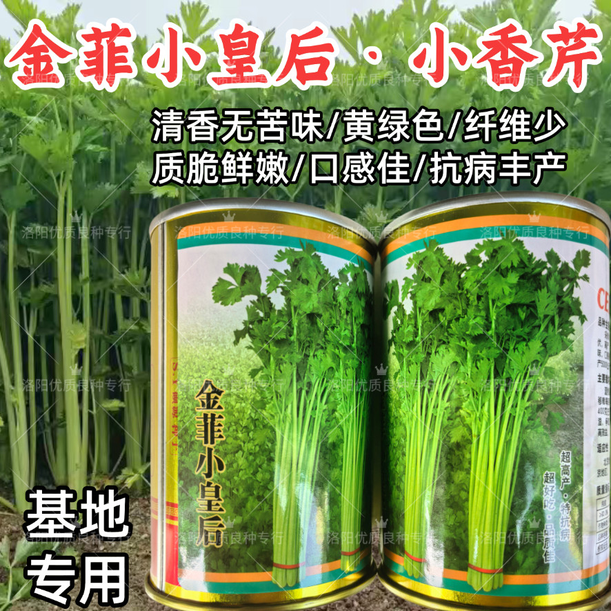 金菲小皇后小香芹种子速生耐热嫩黄绿四季小芹菜夏秋香芹种子籽孑