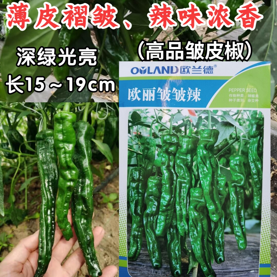 皱皮椒种子欧兰德欧丽皱皱辣薄皮高辣黑绿小皱皮椒辣椒种子蔬菜籽