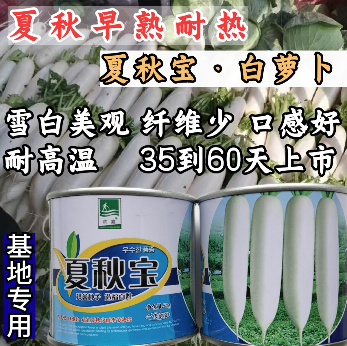 夏秋宝白萝卜种 夏季耐高温抗热纯白玉萝卜种子水果萝卜种子籽孑