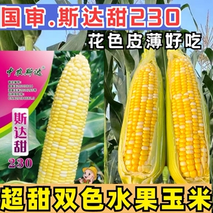 双色水果玉米种子斯达甜230超甜黄白金银多汁皮薄水果玉米种子籽