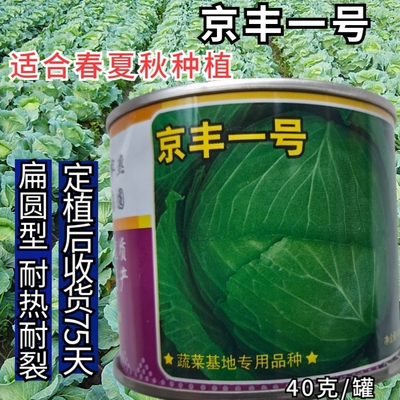 京丰一号甘蓝种子耐热耐裂中熟包菜卷心菜种子籽球扁圆春夏秋播种