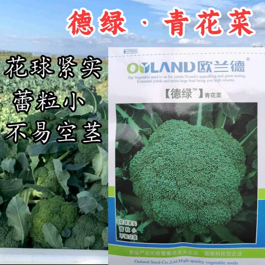 西兰花青花65天早熟高圆型西兰花