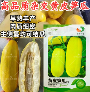 德赛黄皮笋瓜种子南瓜白玉瓜角瓜种籽高产春秋季四季吊瓜蔬菜种孑