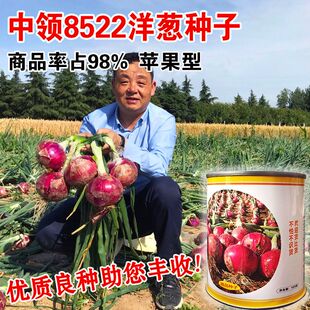 中领8522洋葱种子中早熟半高桩紫红皮甜脆扁圆秋水果洋葱葱头种子