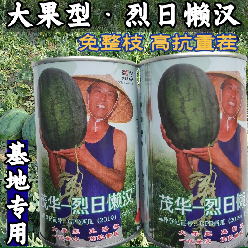 耐热西瓜种子懒汉高产抗病