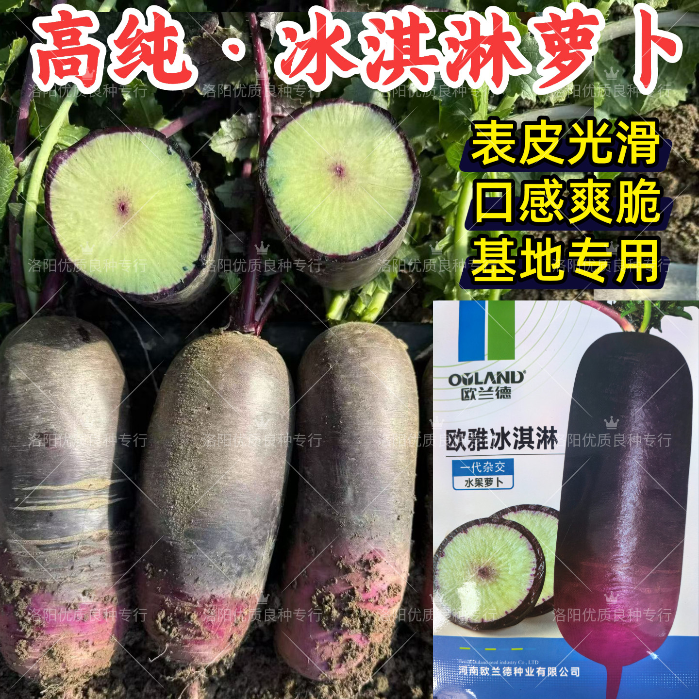 欧雅冰淇淋萝卜种子紫皮白肉红心甜脆冰激凌水果萝卜秋播蔬菜种子