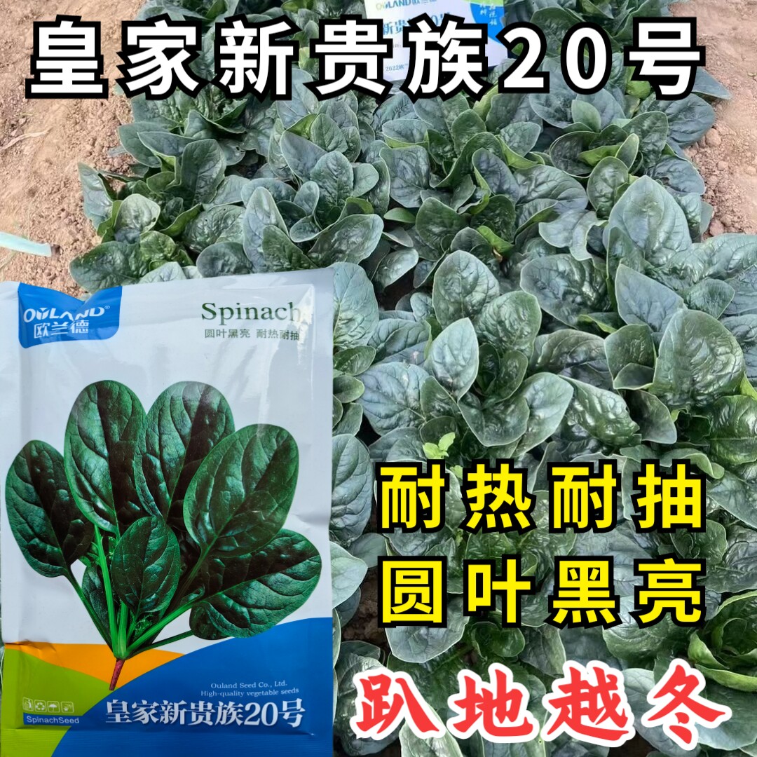皇家新贵族20号菠菜种子耐热耐寒趴地大叶黑叶春秋越冬菠菜种子籽