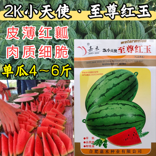 至尊红玉西瓜种子早春红玉2K小礼品西瓜皮薄甜脆早熟吊瓜西瓜种籽