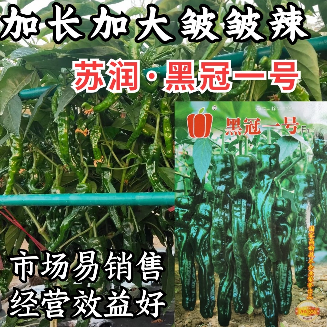 加长皱皱辣薄皮皱皮羊牛角椒黑皮